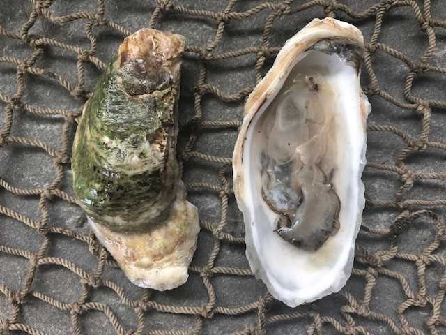 Malpeque Oyster 25 Count